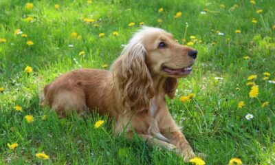 The Adorable and Loyal Cocker Spaniel: A Perfect Companion