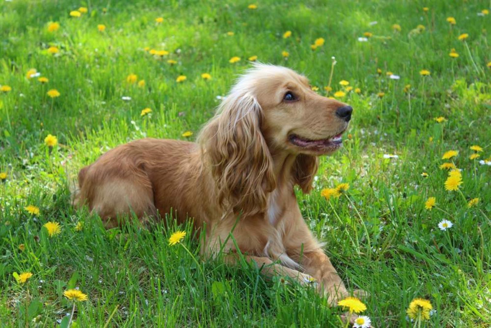 The Adorable and Loyal Cocker Spaniel: A Perfect Companion