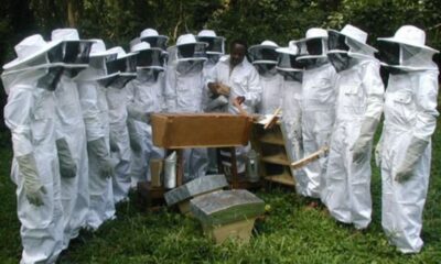 Bee Safe: How a Honey Bee Suit Protects You During Beekeeping